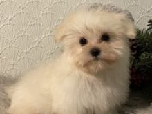 Qenush Maltese