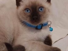 Kotele Siamese