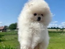 Pomeranian boo oferte