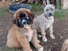 Kelysh pitbulli
