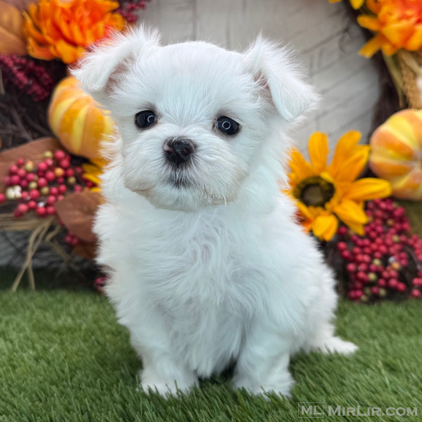 Maltese 