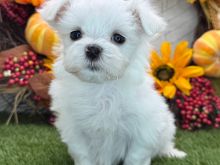 Maltese 