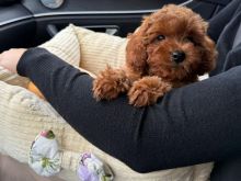 Toy Poodle oferte