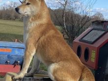 Shitet bubi SHIBA INU JAPONEZ