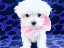 Maltese