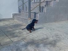 Shitet qen Doberman