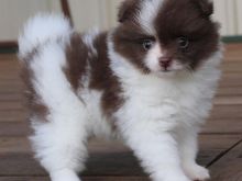 Pomeranian