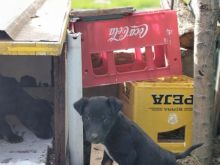 Shiten dy JagdTerrier Short Cout