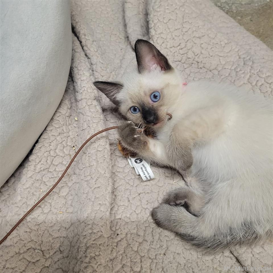 Siamese