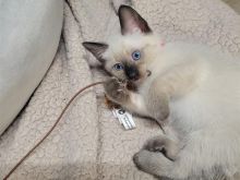 Siamese
