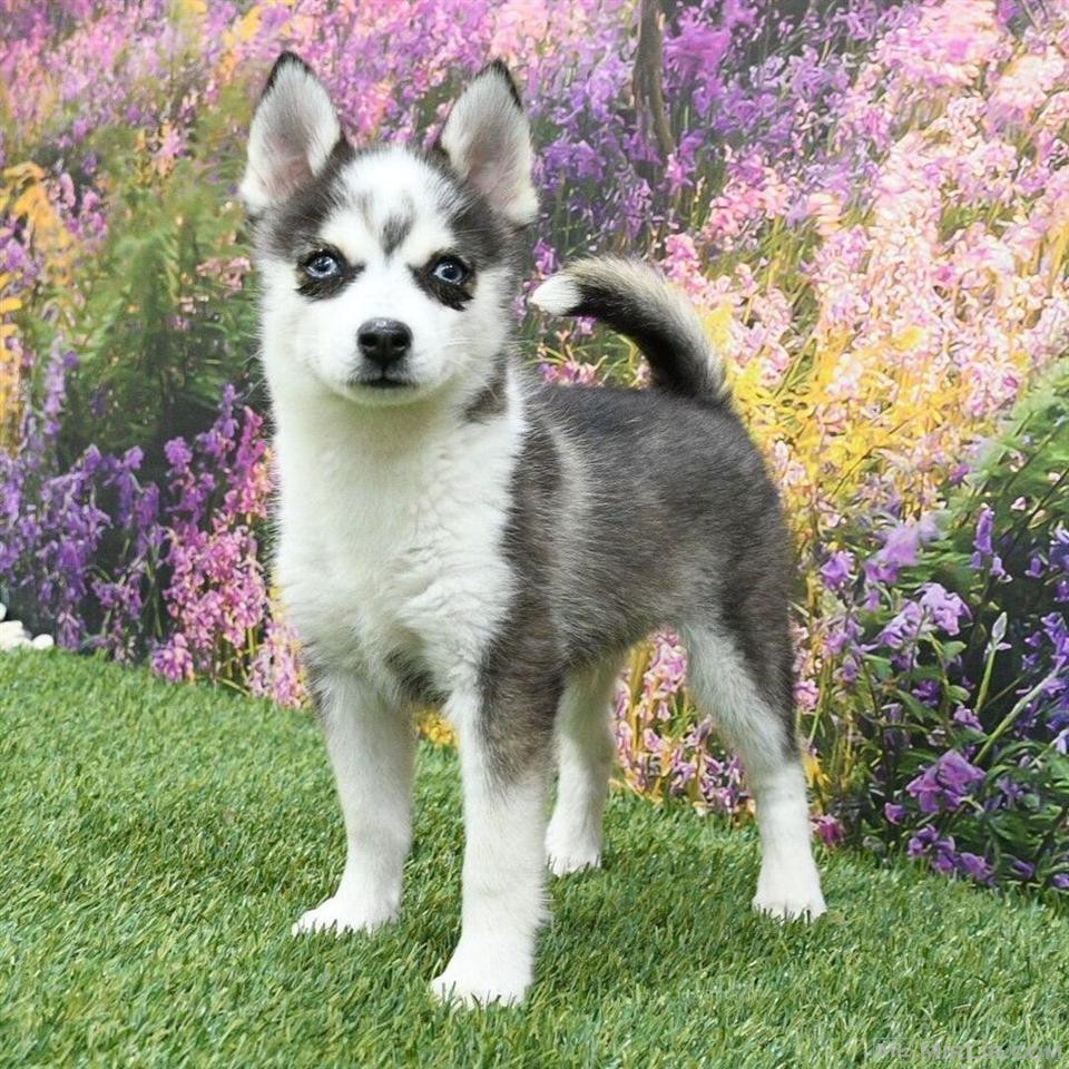 Pomsky