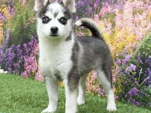 Pomsky
