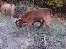 Shitet Capi