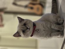 Mace British Shorthair (blue point)