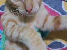 Turkish angora kitten