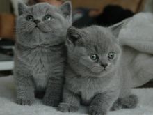 British shorthair kittens