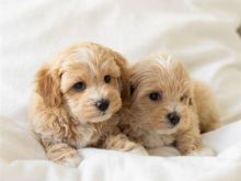 Këlyshët Maltipoo janë në dispozicion.