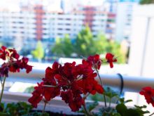 okazion shitet apartament/prapafingo 2+1+2+60 M VERAND