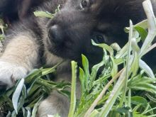 Qenush 1 muajsh per adoptim