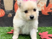 Pomeranian puppy 