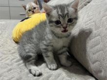 Shiten Mace British Shorthair