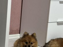 Shitet Pomeranian