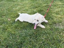 Mini spic mix maltez