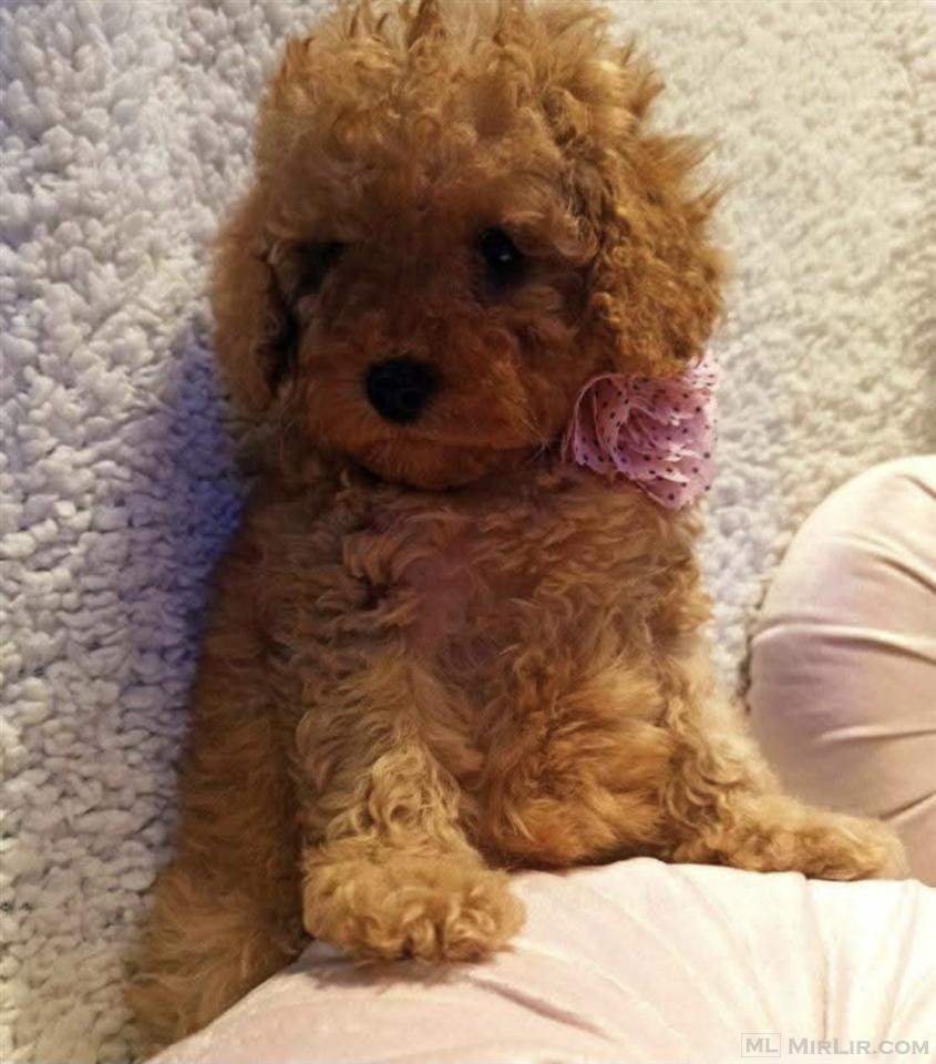 Maltipoo Mini