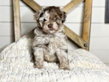 Schnauzer puppies