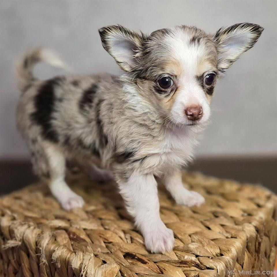 Chihuahua puppy