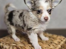Chihuahua puppy
