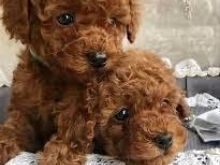 ToyPoodle puppies avialable