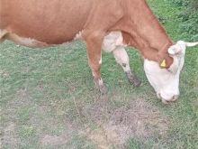 Shitet lopa shterrp