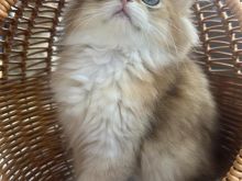mace british longhair
