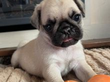 Pug puppy