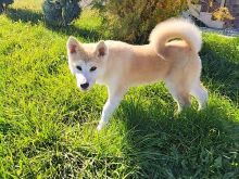 Kelyshi akita inu