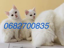 Mace kotele Turkish Angora ne shitje