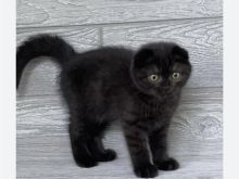 Scottish fold kotele ne shitje
