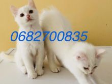 Mace kotele Turkish Angora ne shitje