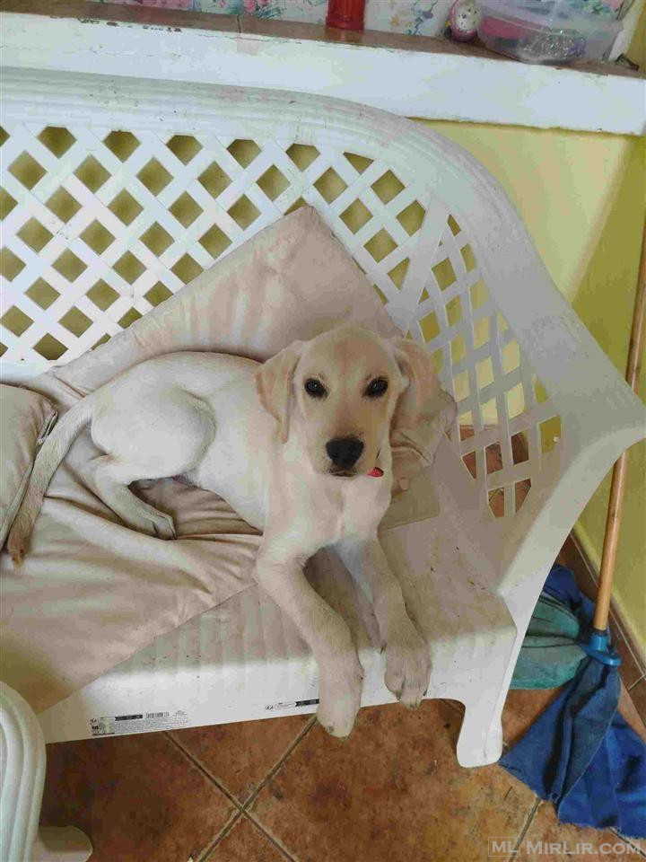 Labrador për adoptim