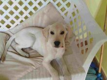 Labrador për adoptim