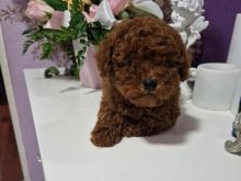Toy Poodle  Whatsapp +37067987419