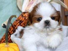Shih Tzu 