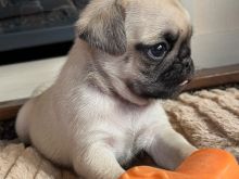 Pug
