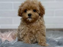 Maltipoo puppies