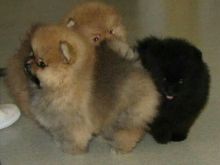 Sweet Pomeranian puppies