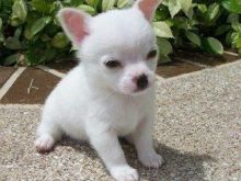 Chihuahua puppies +16063318962
