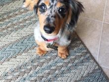 Dachshund puppies