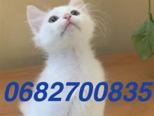Mace kotele Turkish Angora ne shitje