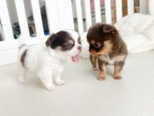 🐾 Këlyshë të Adhurueshëm Chihuahua Gati për Shtëpitë e Tyre